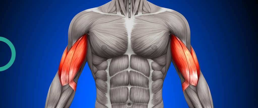 The Development of Musculoskeletal Muscle Growth and Its Benefits The Development of Musculoskeletal Muscle Growth and Its Benefits